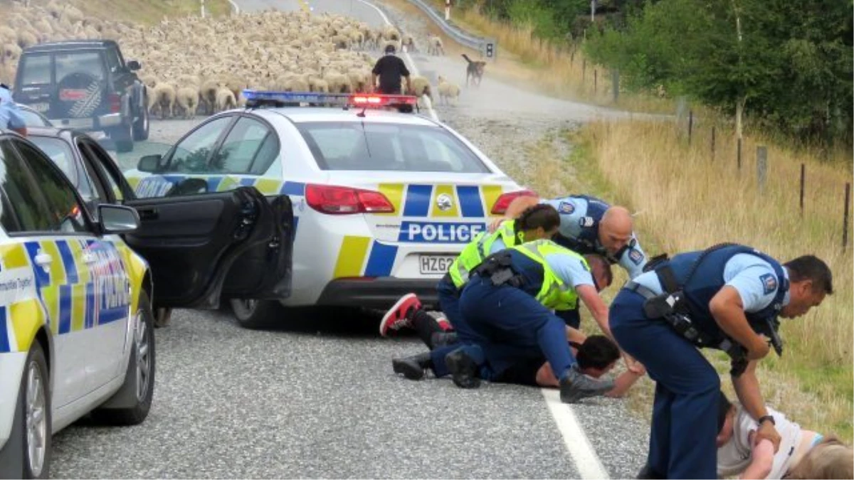Yeni Zelanda\'da 90 Dakikalık Araba Kovalamacasını Koyun Barikatı Durdurdu