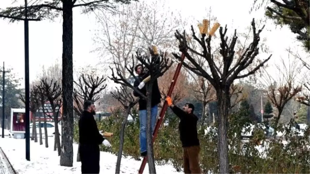 Büyükşehir\'den Kuşlar İçin Rulo Yemlik