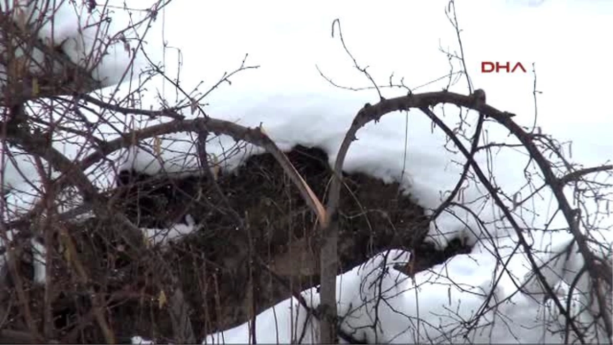 Giresun - Kar Yağışı Fındık Bahçelerine Zarar Verdi