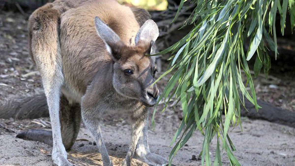 IŞİD'li Genç, Polislere Patlayıcı Yüklü Kanguruyla Saldıracaktı