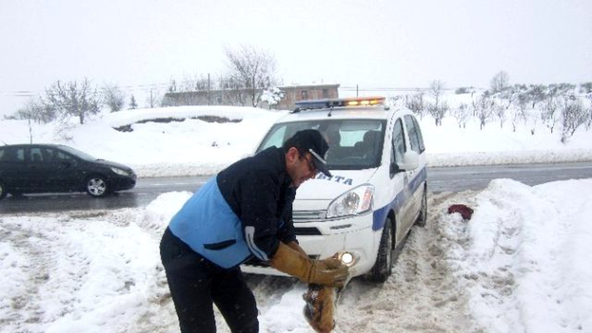 Körfez Zabıtası Sokak Hayvanlarına Sahip Çıkıyor