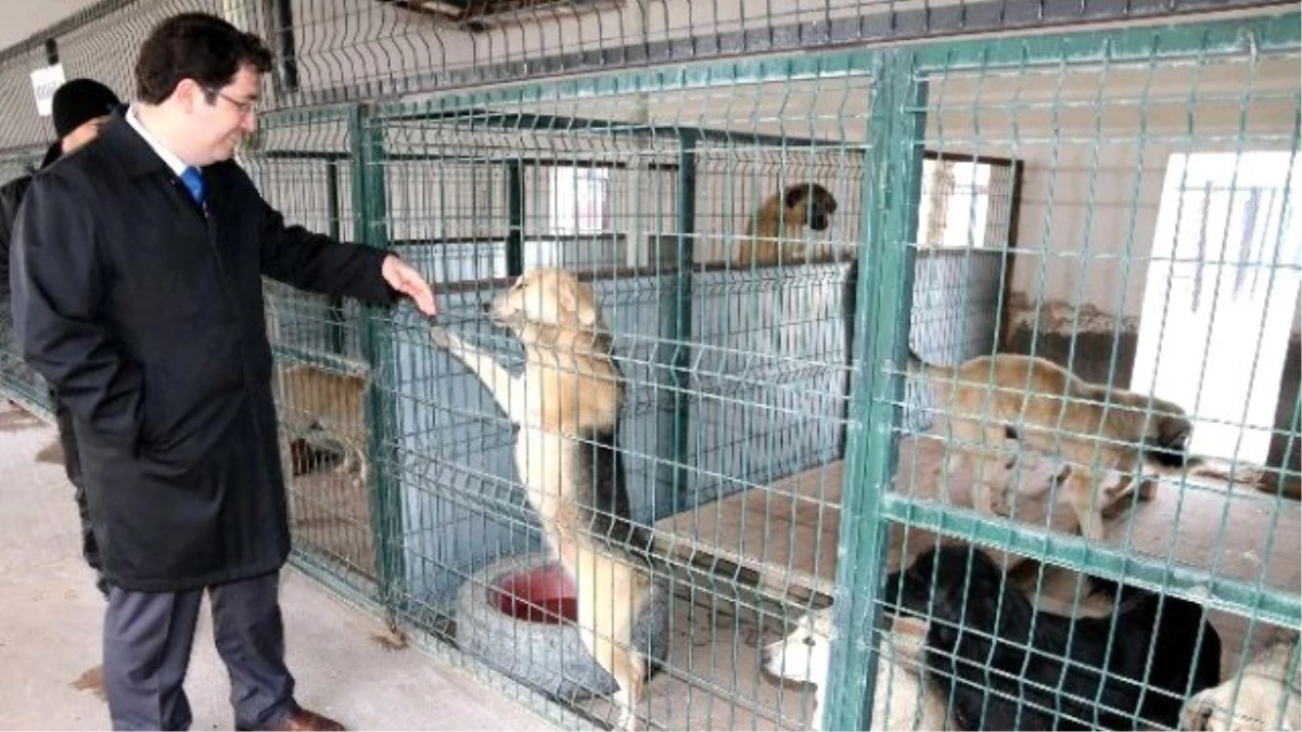 Aksaray\'da Sokak Hayvanlarına Beş Yıldızlı Bakım