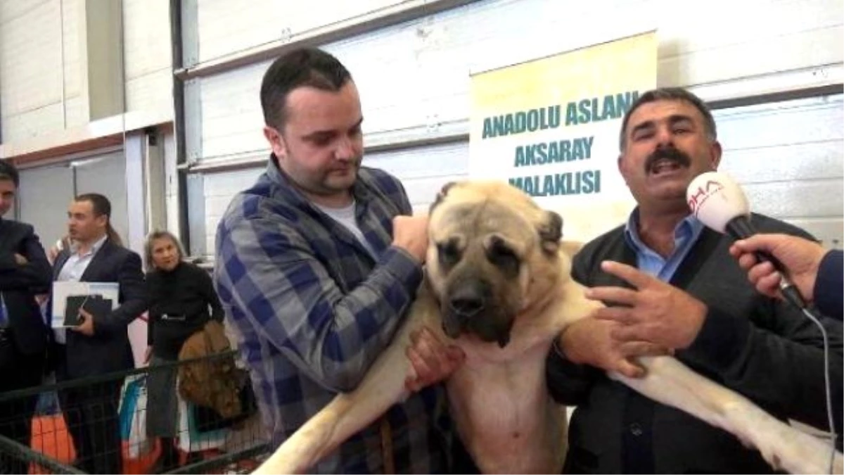 Aksaray\'daki Yetiştirilen Bu Köpeği 10 Bin Euro\'ya Satmadı