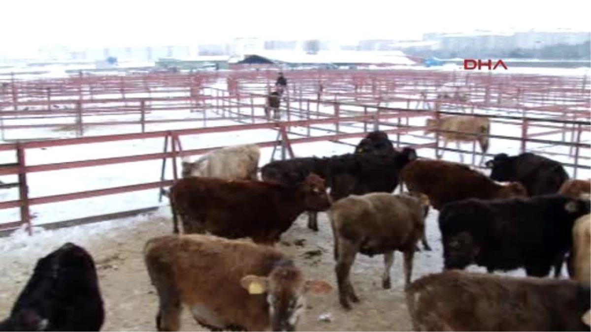 Erzurum Sibirya Soğukları Gitti, Doğu 20 Derece Isındı