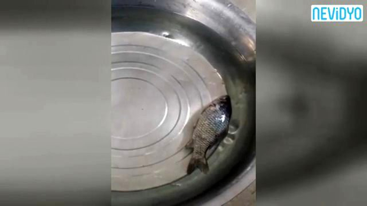 Buzluktan Çıkan Balık Böyle Canlandı
