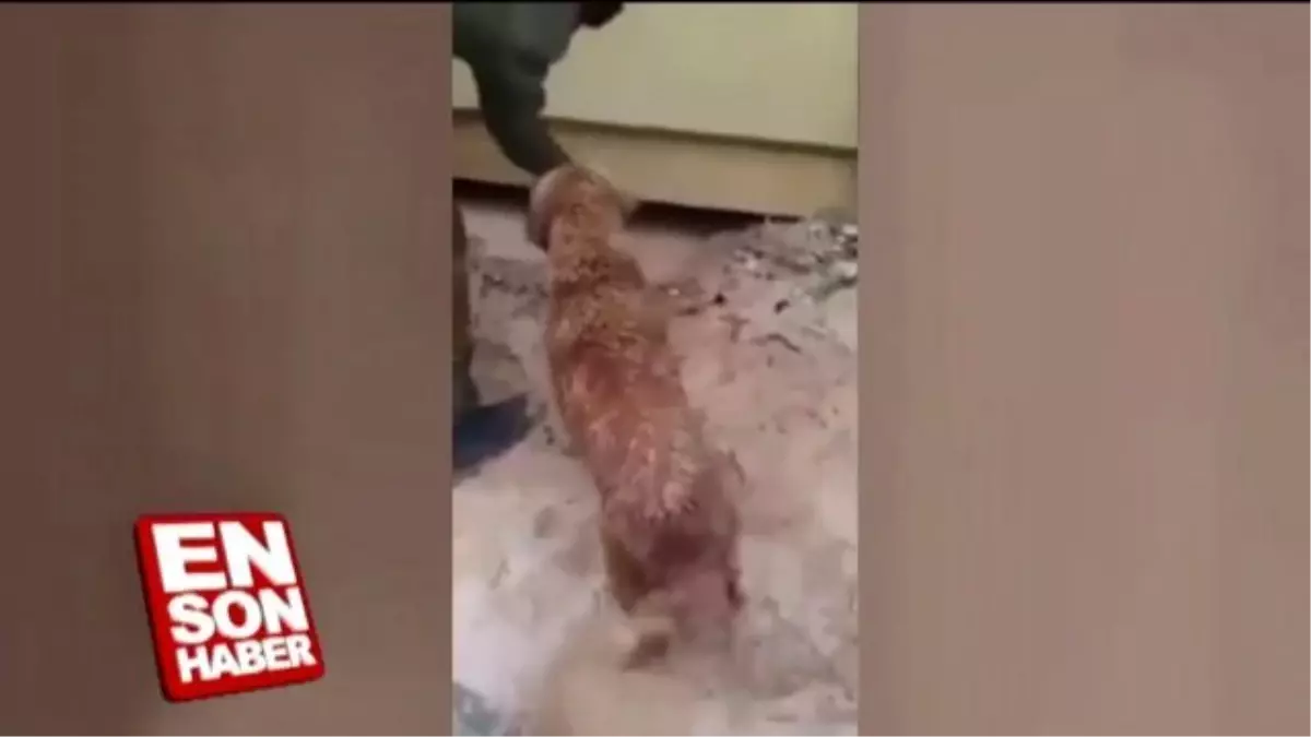 Delikten Çıkamayan Yavrusunu Kurtaran Anne Köpek