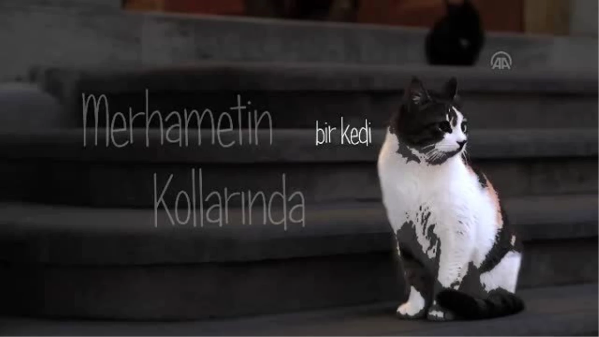 Kedi Dostu İmam