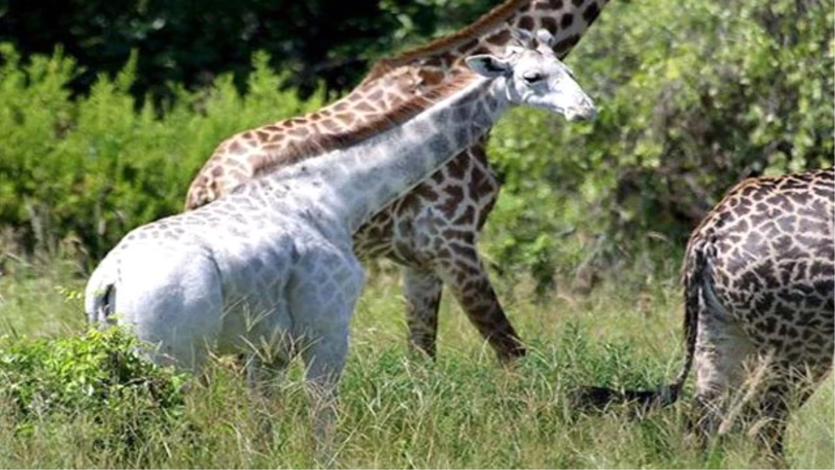 Tanzanya\'da Çok Ender Olan Beyaz Zürafa Görüldü