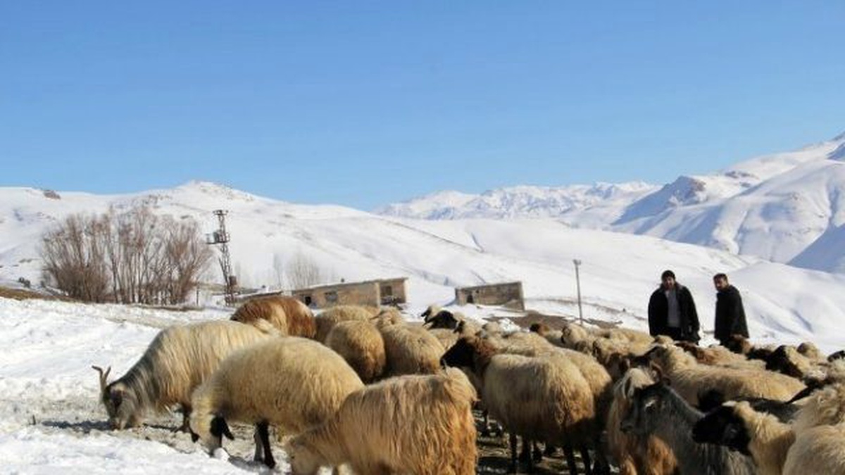 Başkale\'de 3 Ayaklı Doğan Kuzu Görenleri Şaşırttı