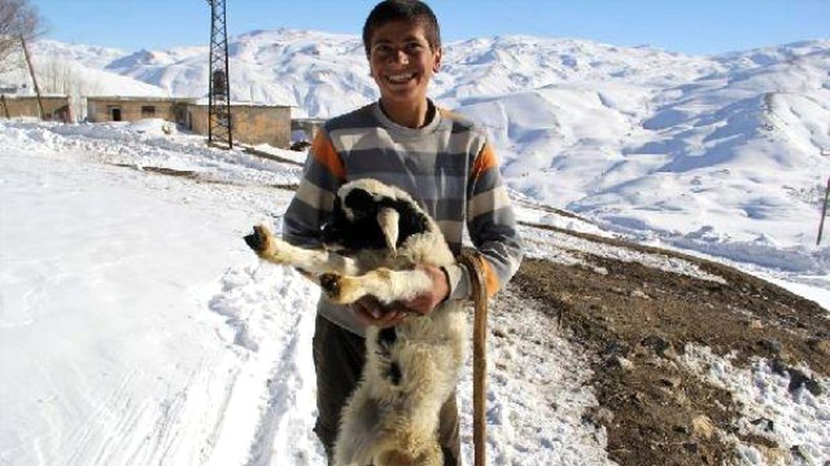 Başkale\'de Yeni Doğan 3 Ayaklı Kuzu Şaşırttı