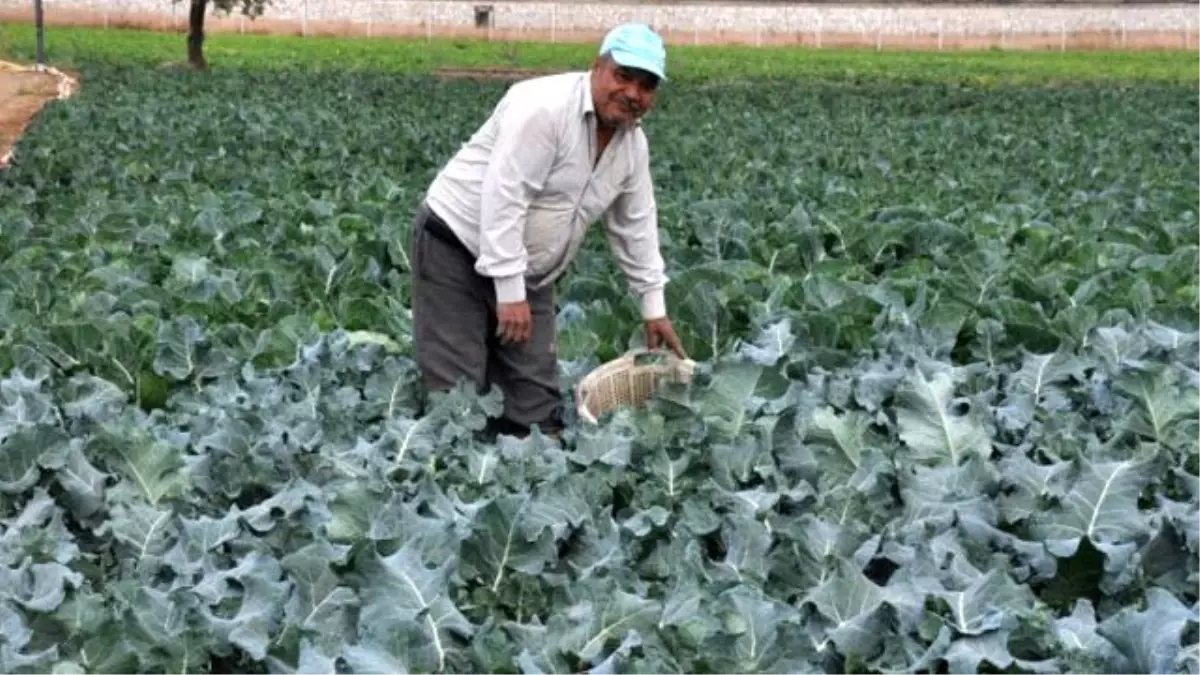 Brokoli Mersinli Üreticinin Yüzünü Güldürdü