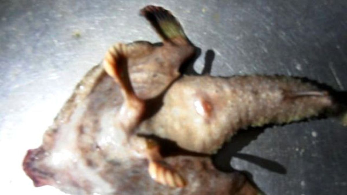 Dünya Karayipler'de Bulunan Canlıyı Konuşuyor