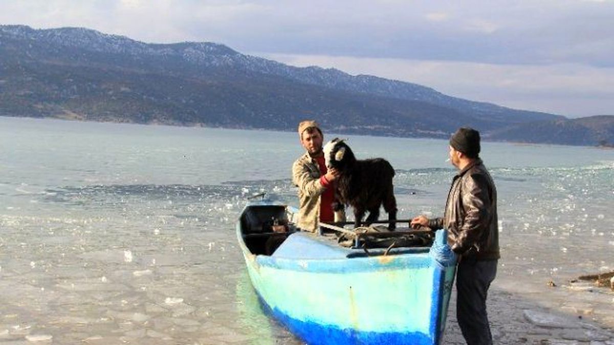 Adadaki Hasta Keçiyi Balıkçı Teknesiyle Taşıdılar