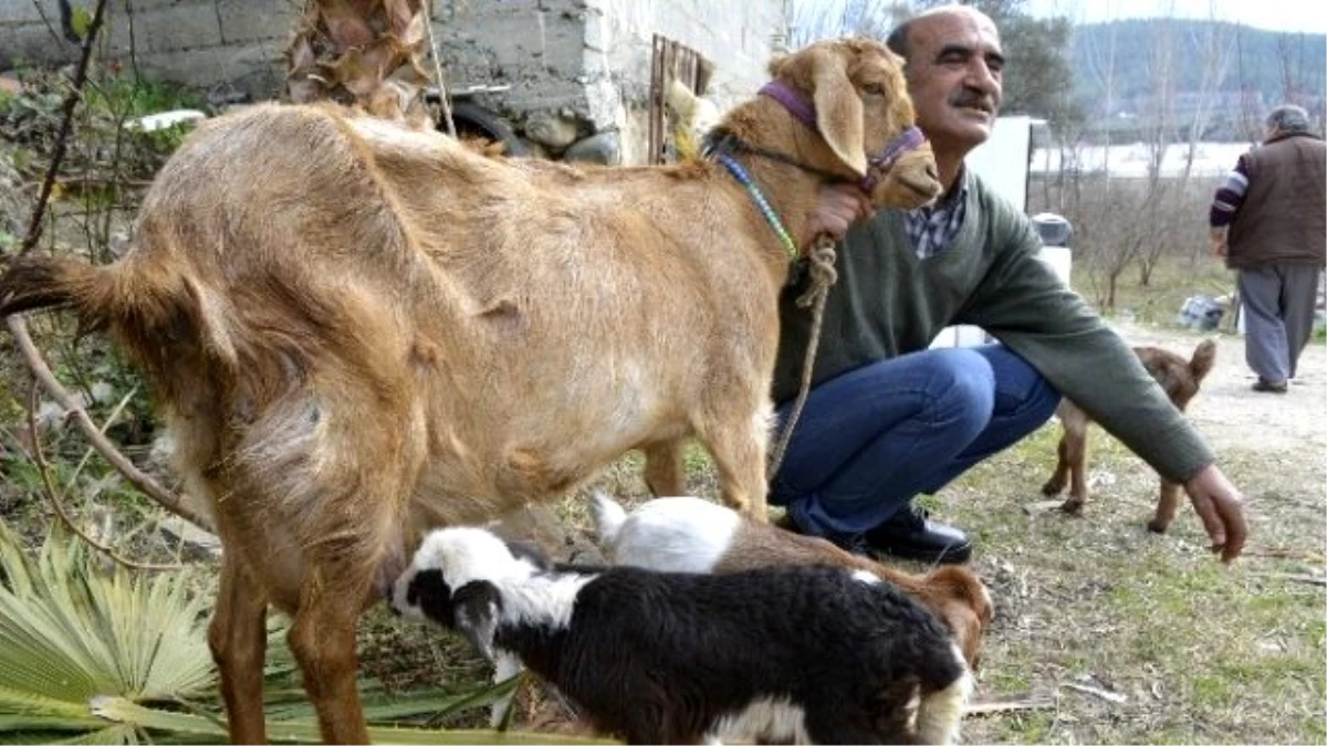 Keçi Kuzu Doğurdu