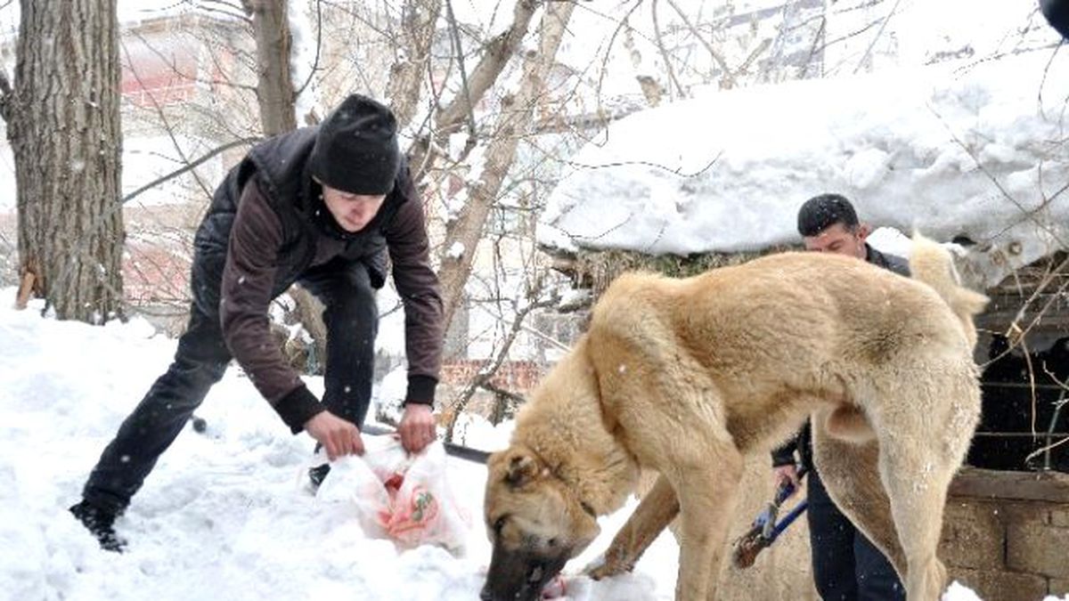 Muş\'ta Çoban Köpeğini Kurtarma Operasyonu