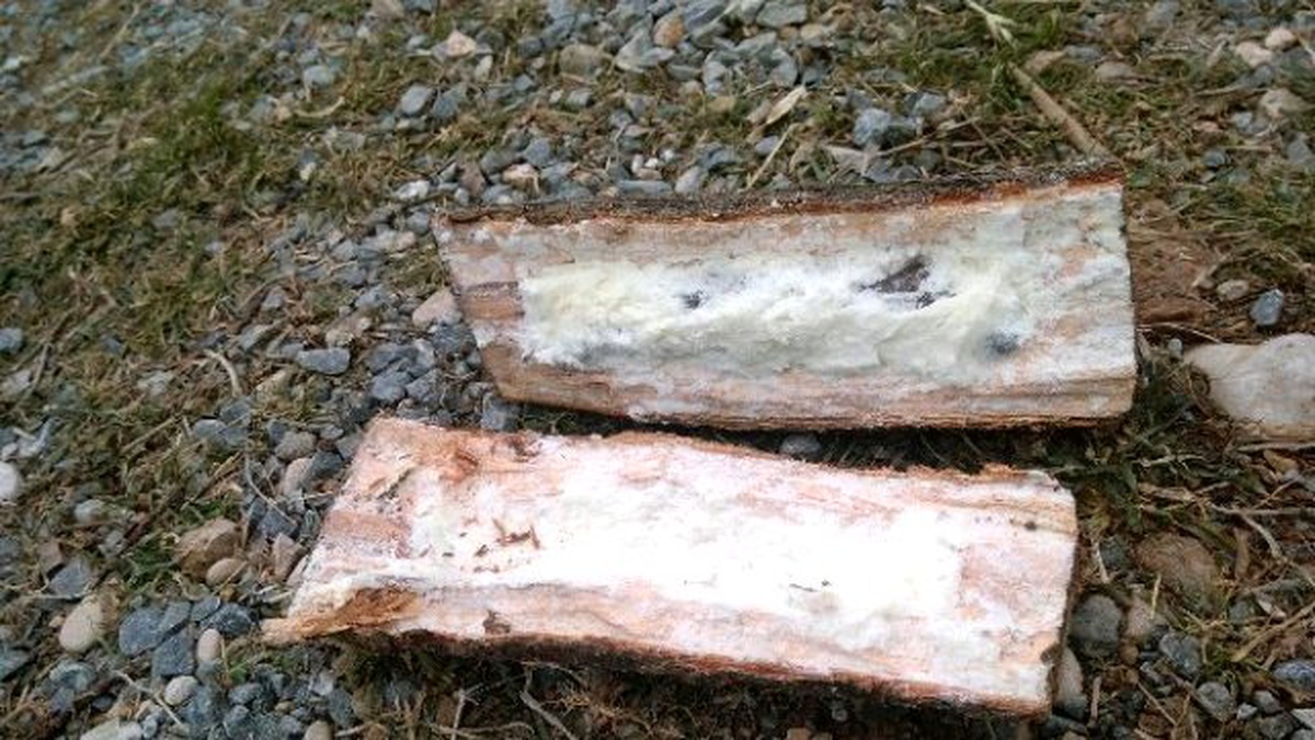 Odunlu Bomba Tuzağında Soruşturma Sürüyor