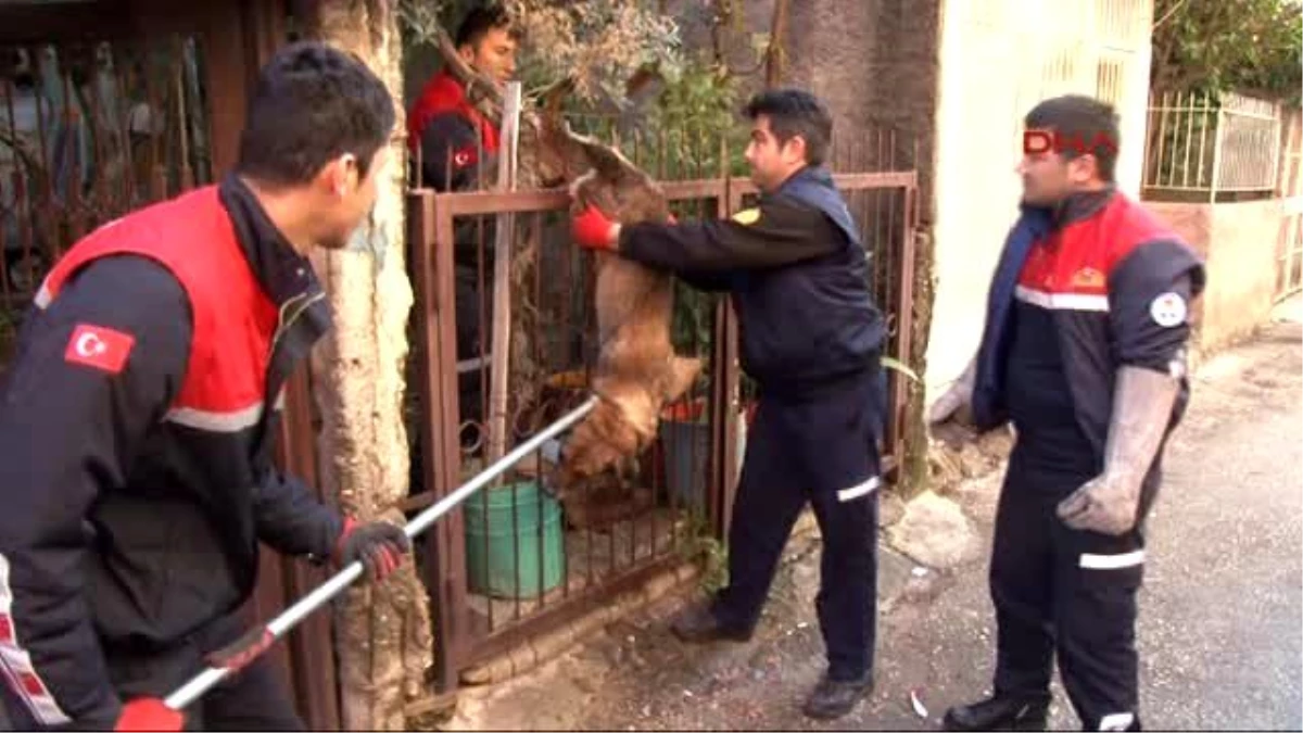 Adana Bacağına Demir Saplanan Köpeği İtfaiye Kurtardı