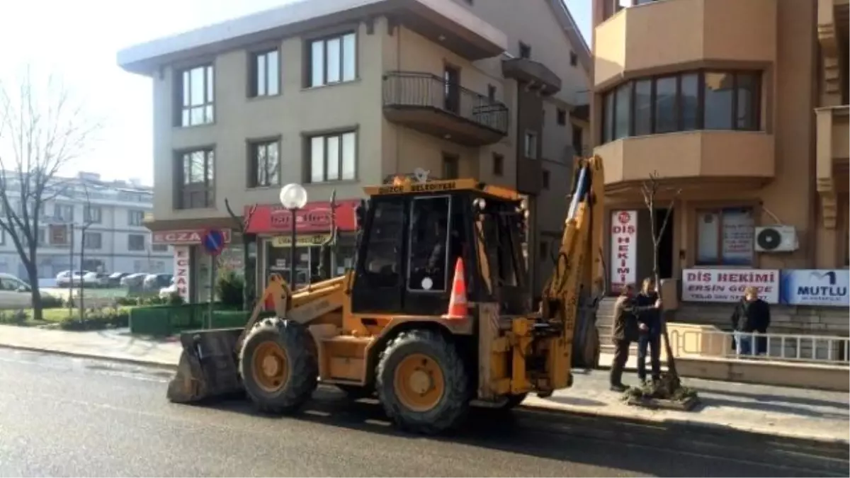 Ağaçların Kışlık Bakımları Yapılıyor