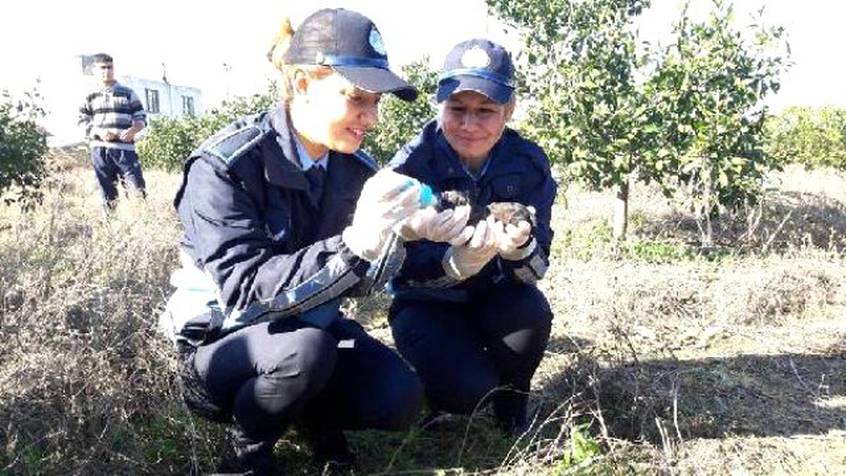 Annesi Ölen Köpek Yavrularına Zabıta Sahip Çıktı