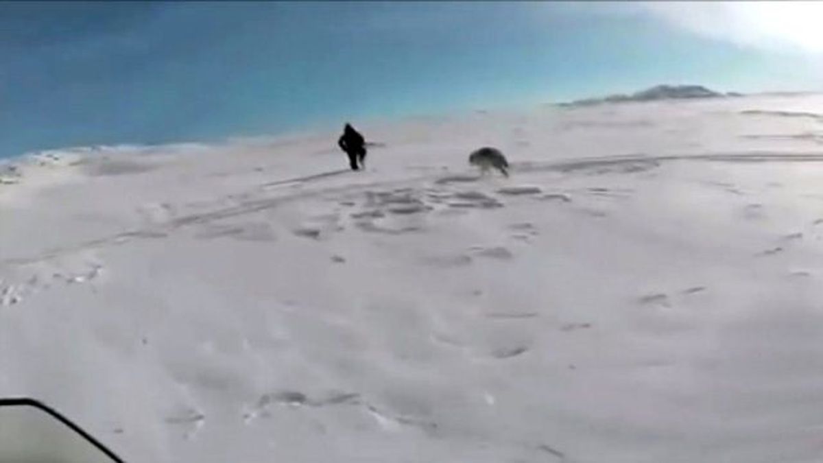 Avcı, Kurt Avında Ölümle Burun Buruna Geldi