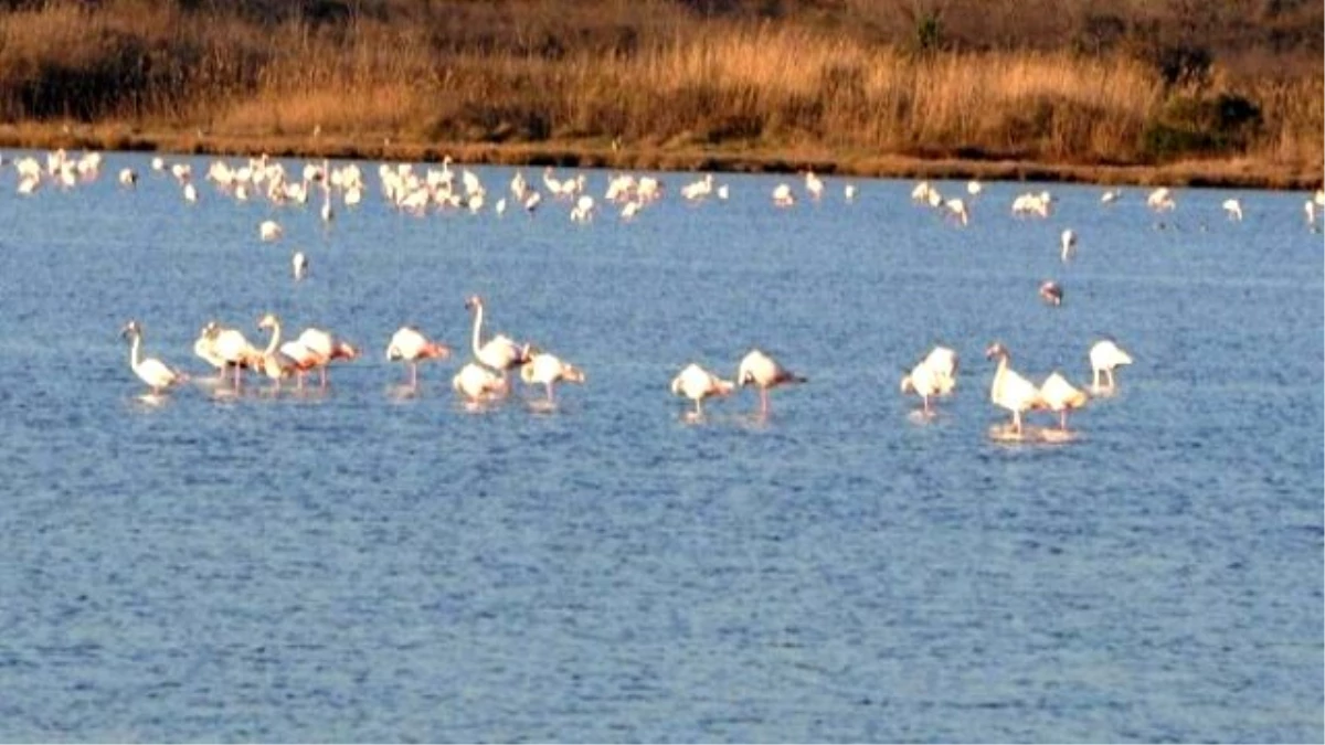 Flamingolar Hersek Gölü\'nde