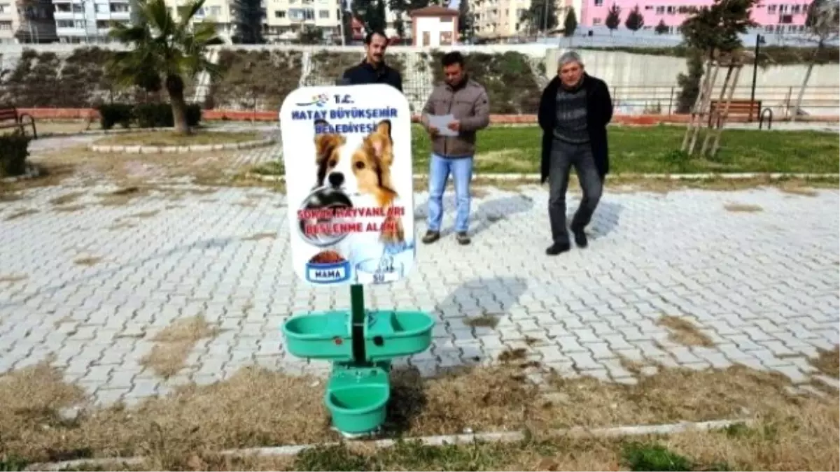 Hatay Büyükşehir\'den Hayvan Dostu Beslenme Odakları