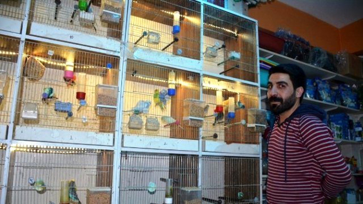 Kuluçkaya Yatan Muhabbet Kuşları Fon Müziğiyle Huzur Buluyor