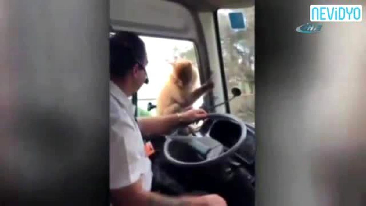 Maymun Usta Hırsızlara Taş Çıkarttı!