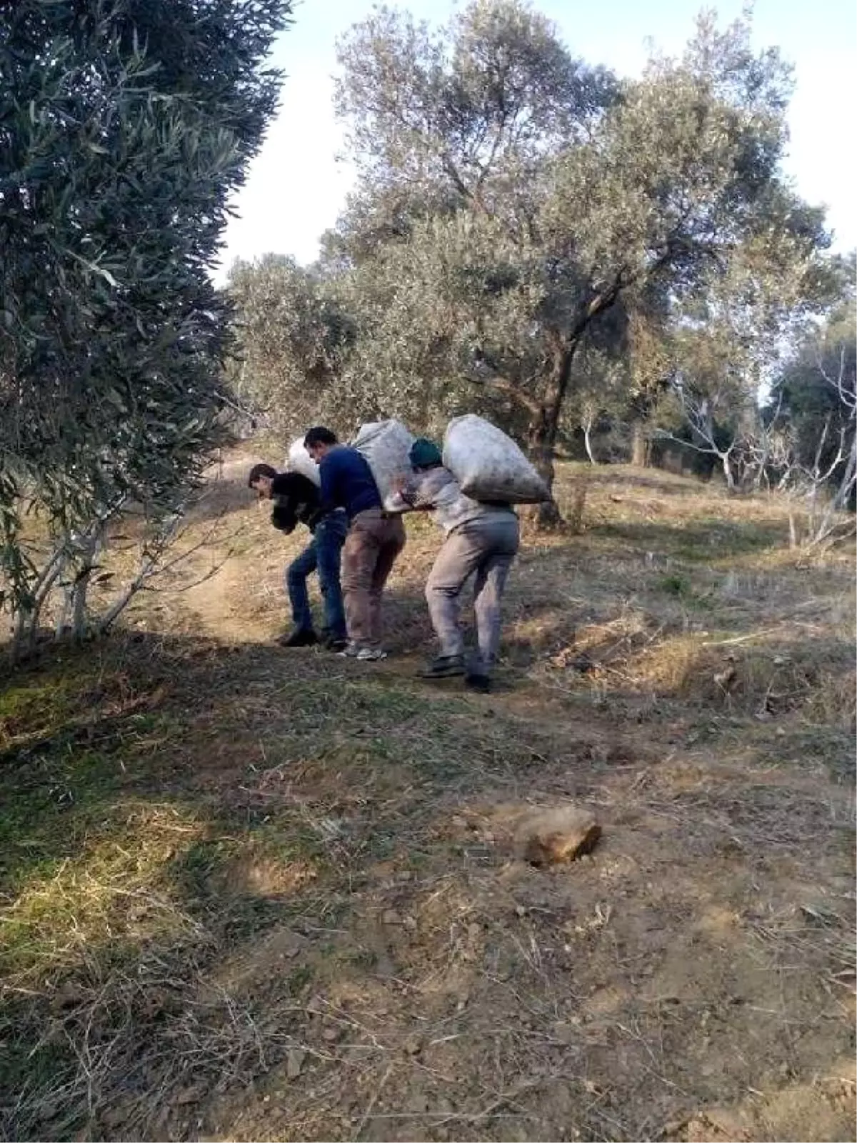 Zeytin Üreticileri Eşeğin Değerini Anladı