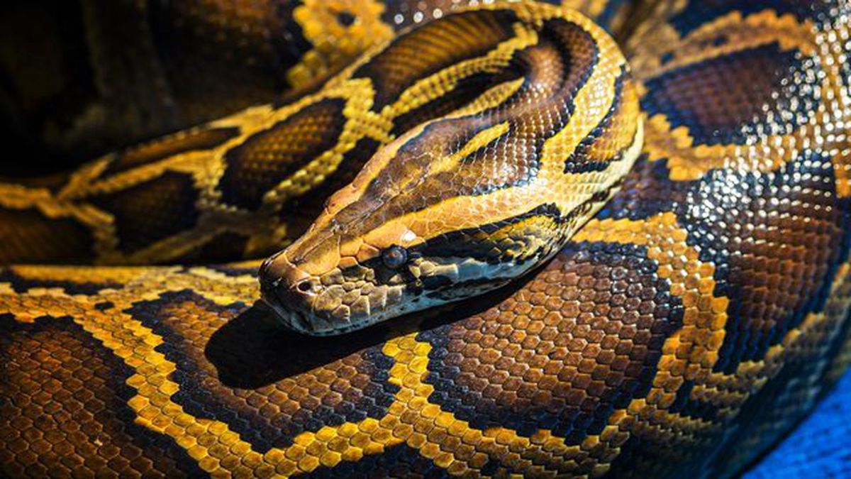 Brezilya'da 35 Metre Uzunluğunda Yılan Yakalandı