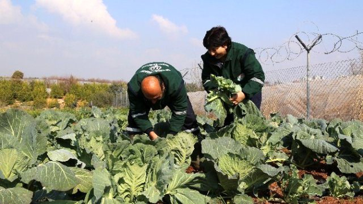 Gönüllü Serasından Dar Gelirlinin Sofrasına