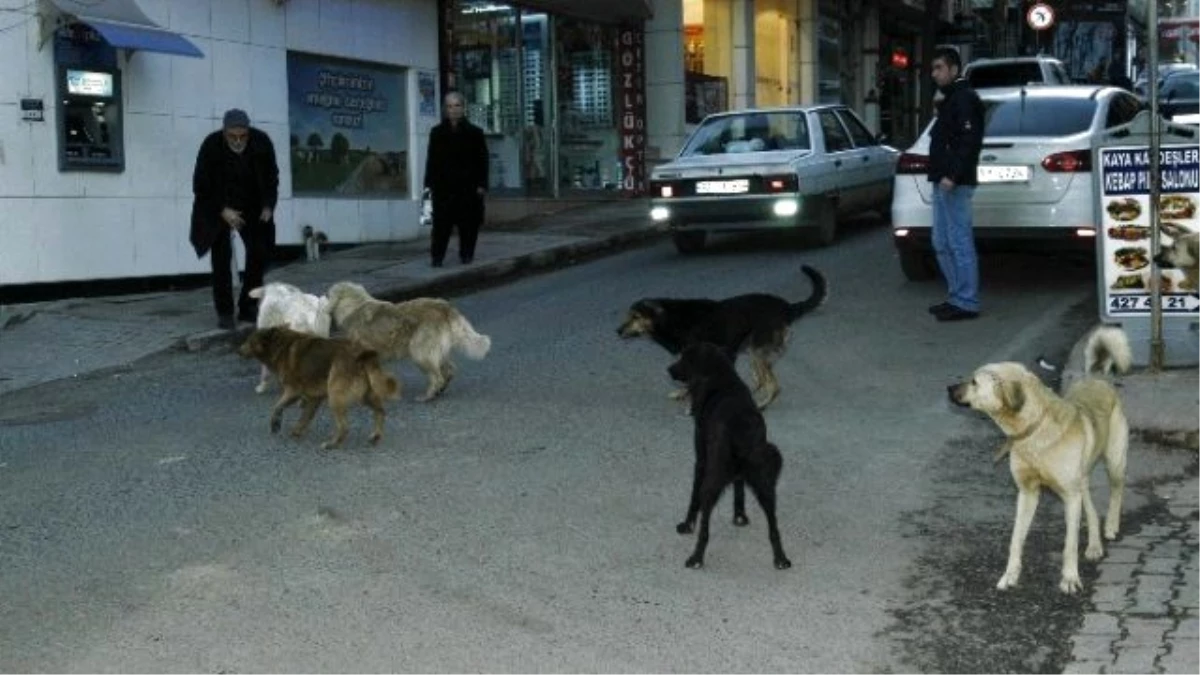 Köpeklerin Kavgası Vatandaşı Korkuttu