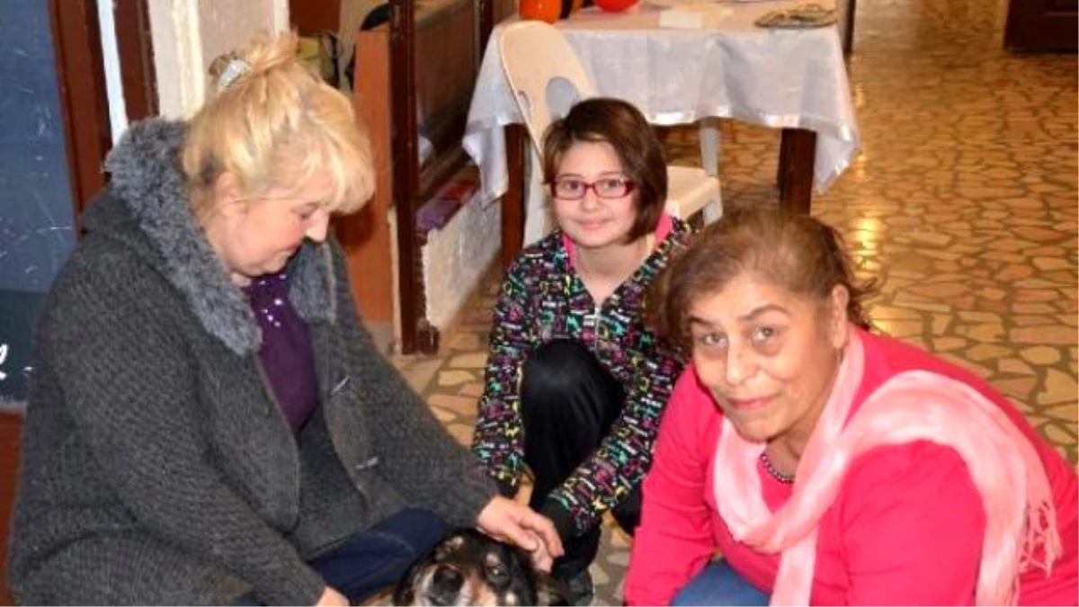 Köpeklerin Tedavi İçin Kermes Düzenlediler