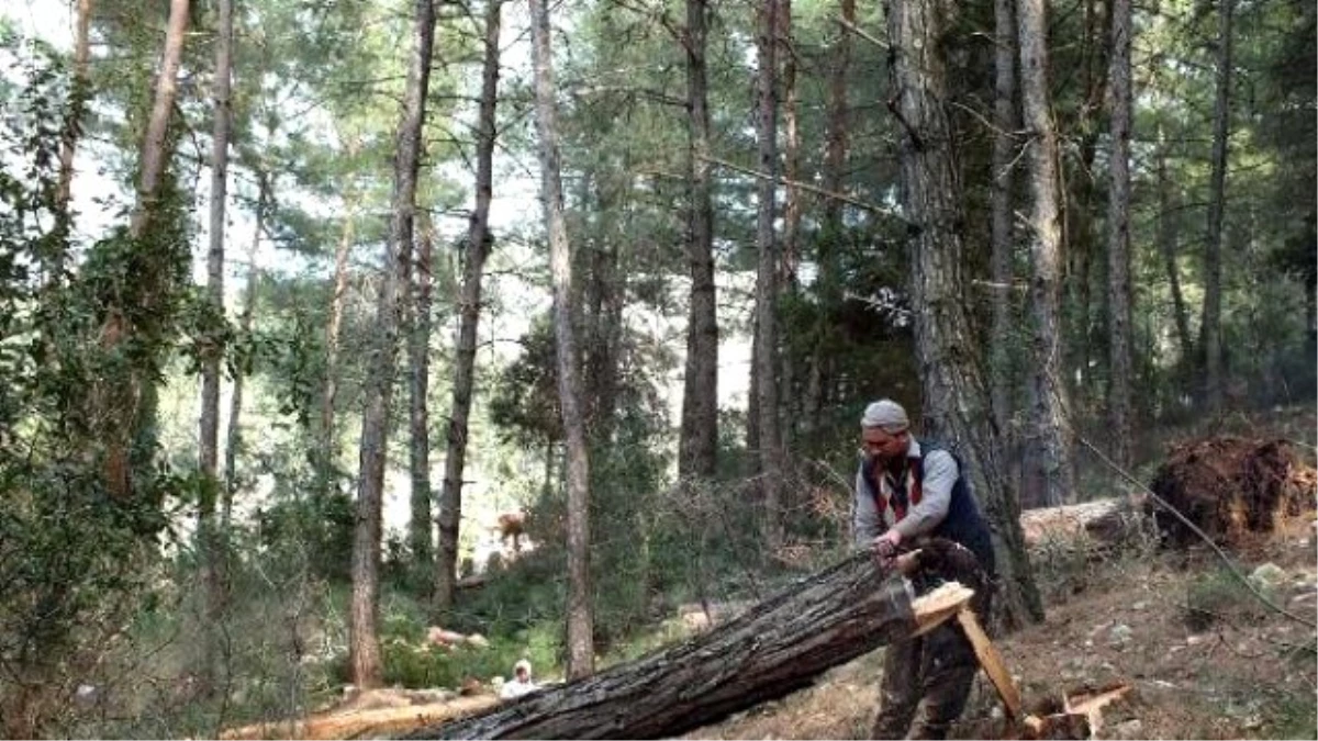 Orman İşçilerinin Zorlu Mücadelesi