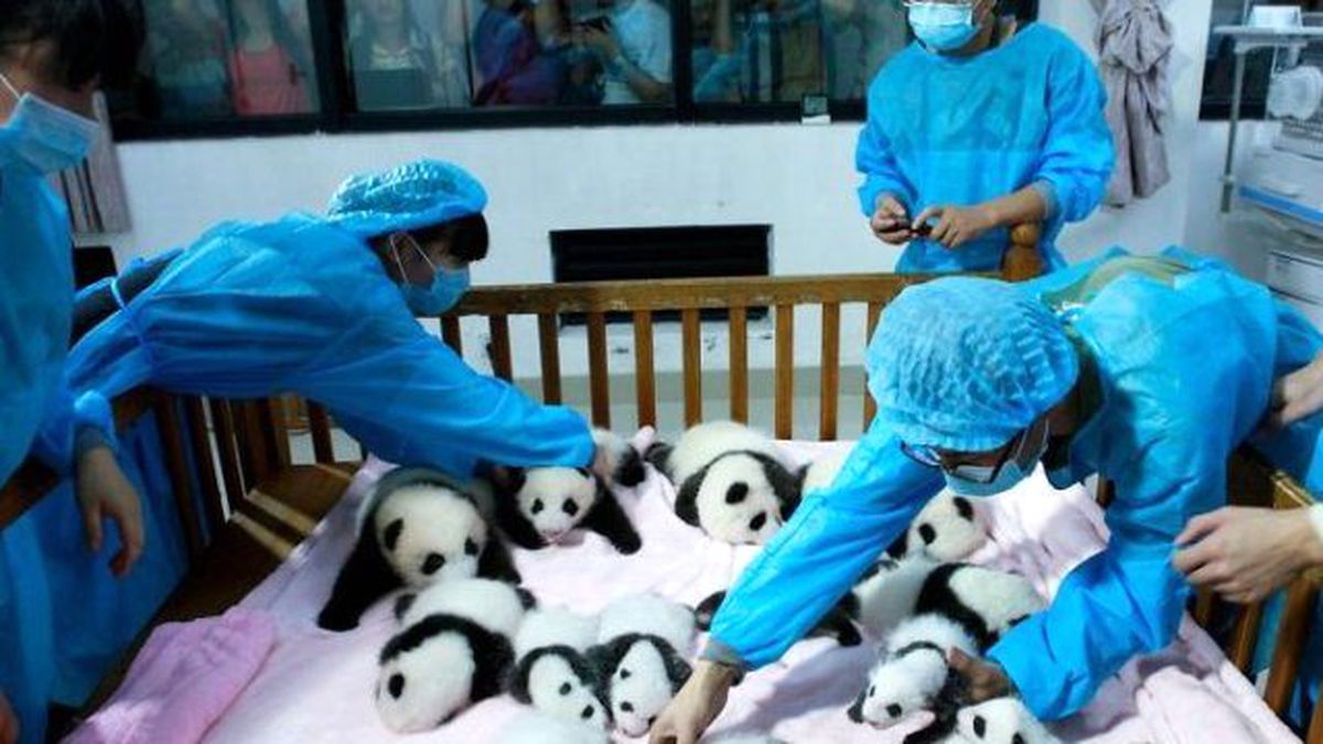 Panda Bakıcıları Yıllık 95 Bin Lira Kazanıyor
