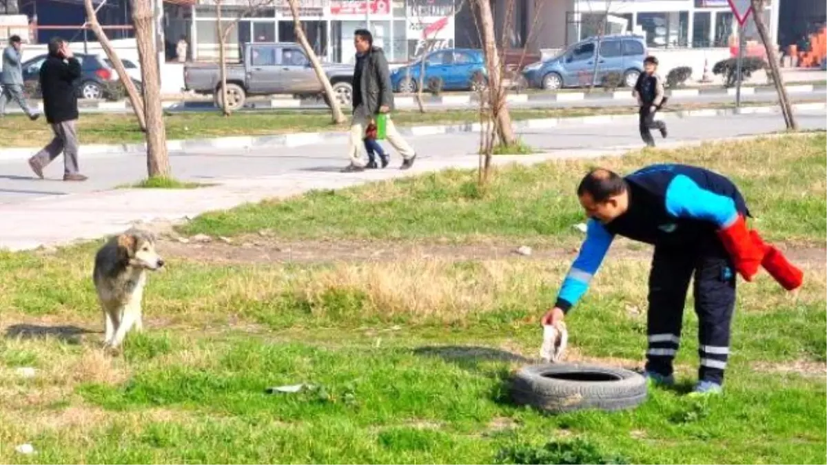 Sokak Hayvanları Bakım İçin Toplandı