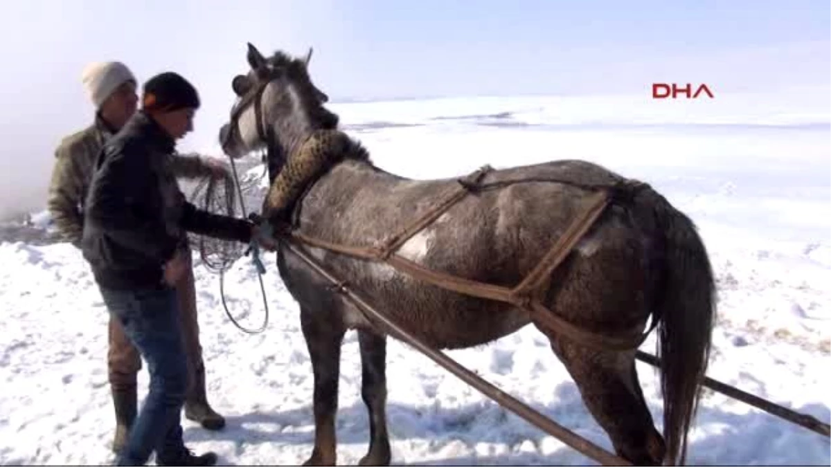 Bitlis Dondurucu Soğukta Hayvanlarla Birlikte Kaplıca Keyfi