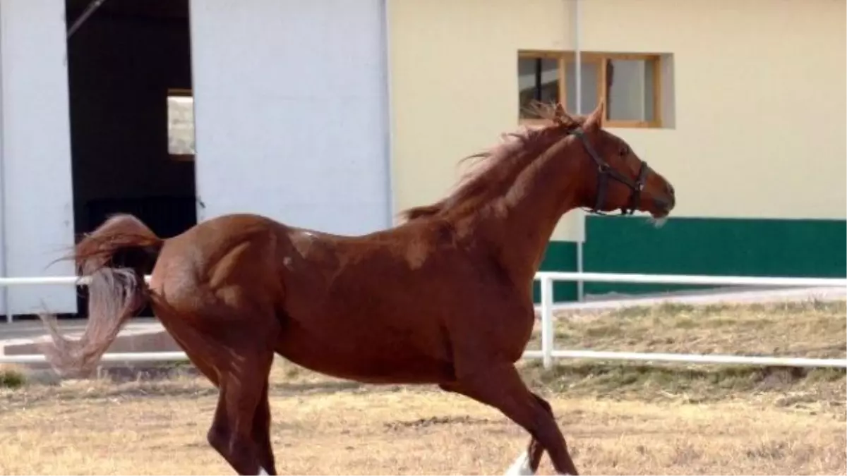 Bu da Altın Yumurtlayan At