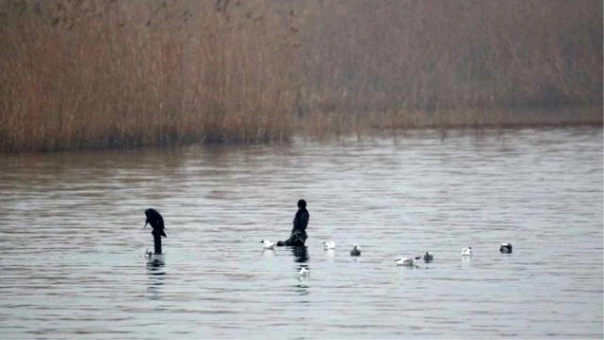 Bursa\'daki Su Kuşlarının Sayımı Yapıldı