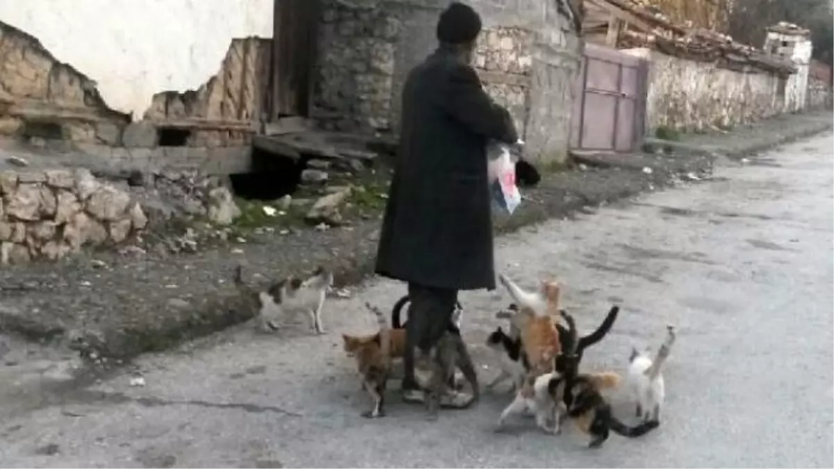 Yaşlılık Aylığı ile Kedi ve Köpeklere de Bakıyor