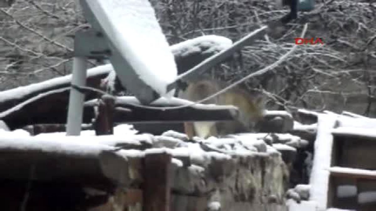 Aç Kalan Tilki Mahalleye İndi, Bakkal Ekmekle Besledi