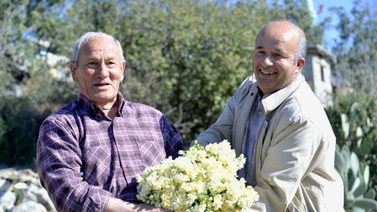 Büyükşehir\'in Dağıttığı Nergis Soğanları İlk Çiçeklerini Açtı