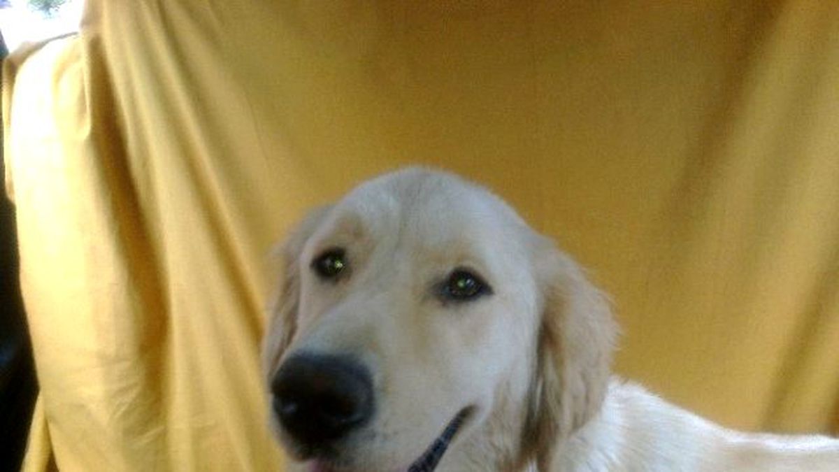 Felçli Adamı Ayağa Kaldıran Köpeği Bulana Ödül