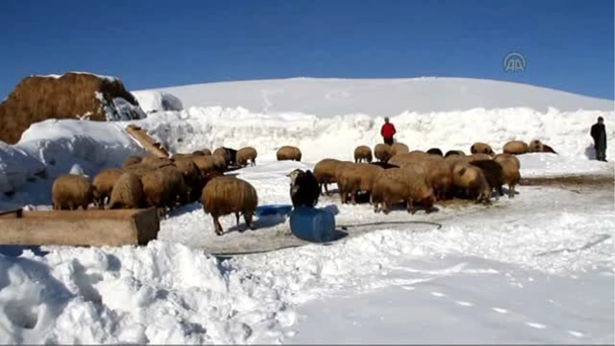 Hayvanlar İçin Kardan Duvar Ördüler