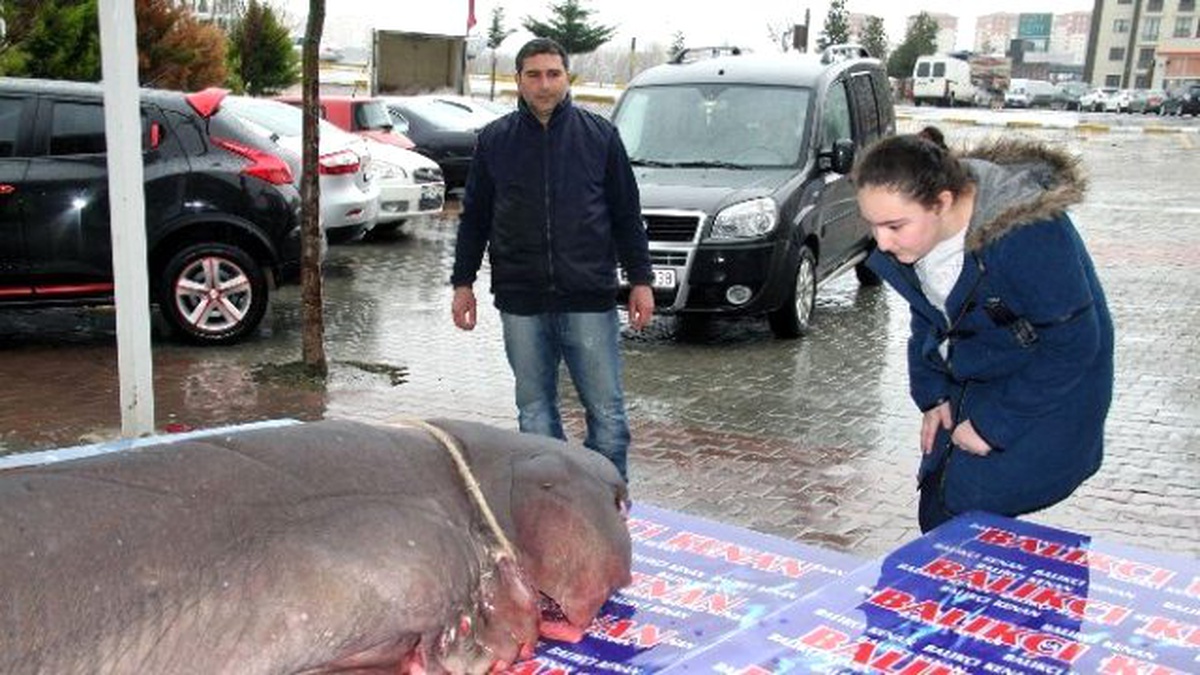 Köpek Balığı Kanser Hastalarına Şifa Olacak
