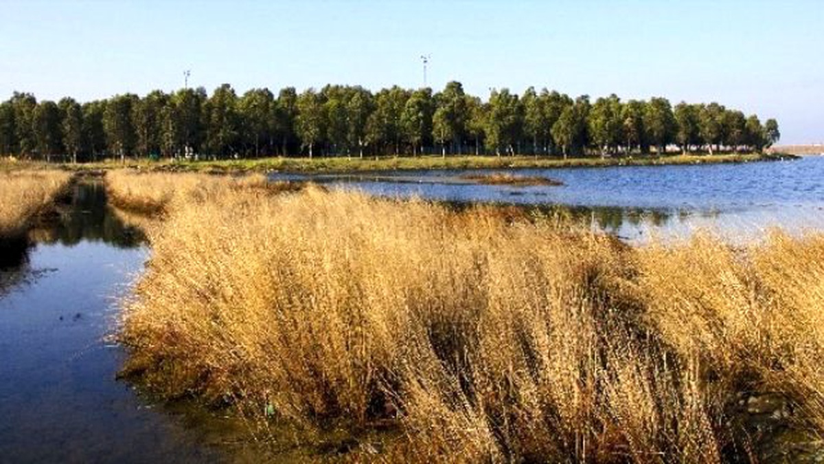 Metropollerin Ortasında Flamingo Cumhuriyeti