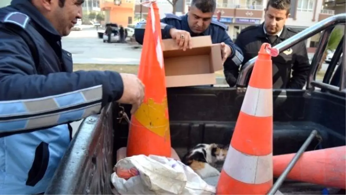 Yaralı Kediye, Zabıtadan Şefkat Eli