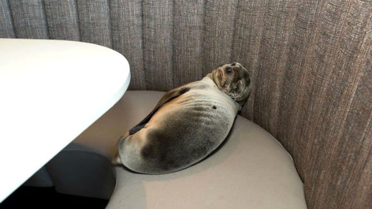 Aç Denizaslanı Yavrusu Restoran Bastı