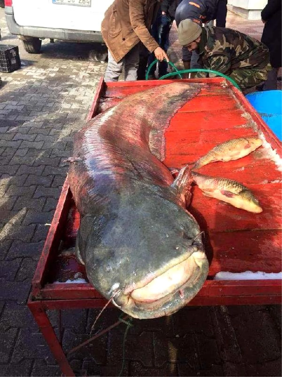 Almus Barajı\'nda 92 Kiloluk Yayın Balığı Yakaladı