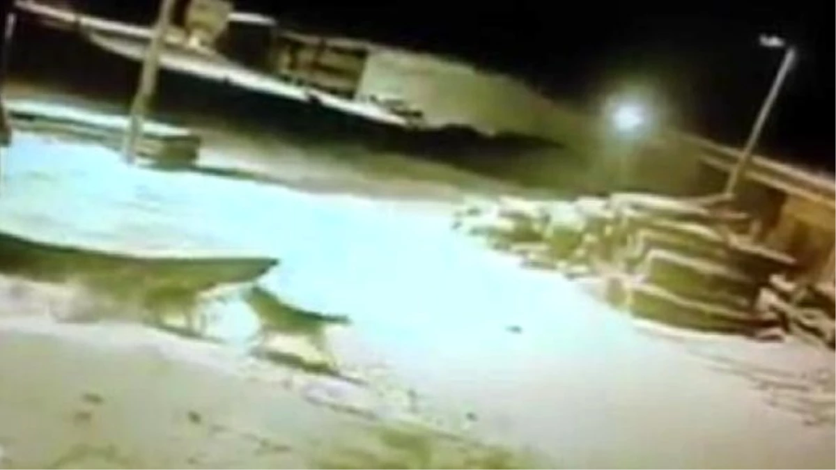 Kars'a İnen Aç Kurtlar 5 Köpeği Telef Etti